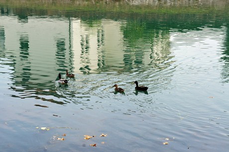 concordia-sagittaria