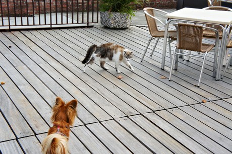 concordia-sagittaria