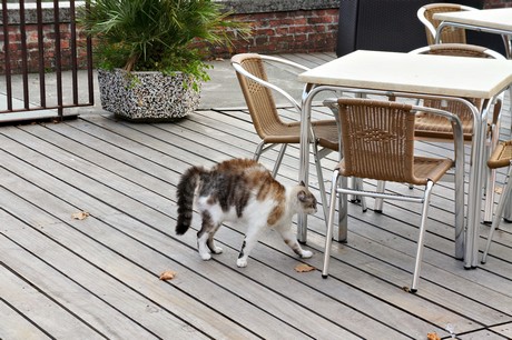 concordia-sagittaria