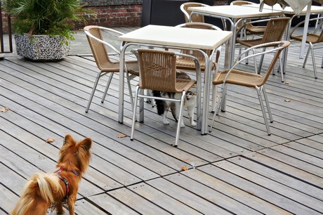 concordia-sagittaria