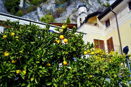 Limone