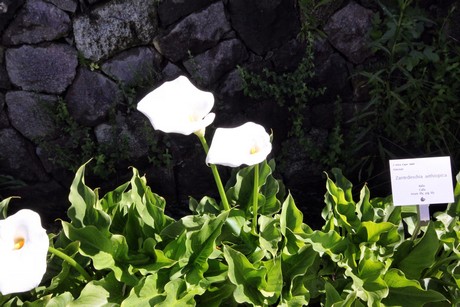 meran-trauttmansdorff