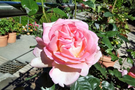 meran-trauttmansdorff