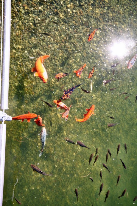 meran-trauttmansdorff