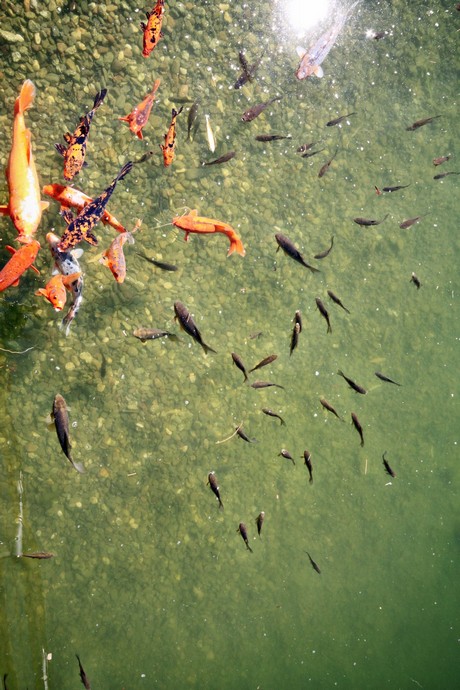 meran-trauttmansdorff