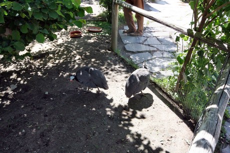 meran-trauttmansdorff