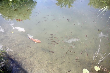 meran-trauttmansdorff