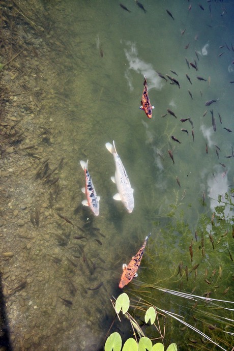 meran-trauttmansdorff