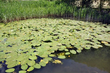 meran-trauttmansdorff