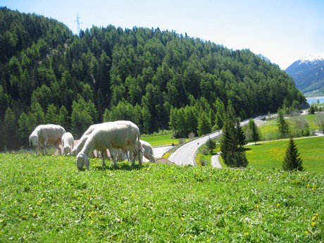 suedtirol
